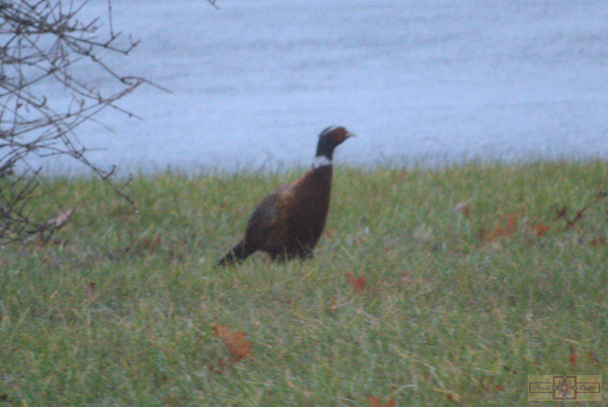 Rosie Crafts Ring-Necked Pheasant Bird Photography