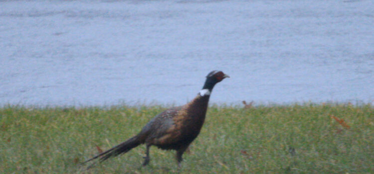 Rosie Crafts Ring-Necked Pheasant Bird Photography