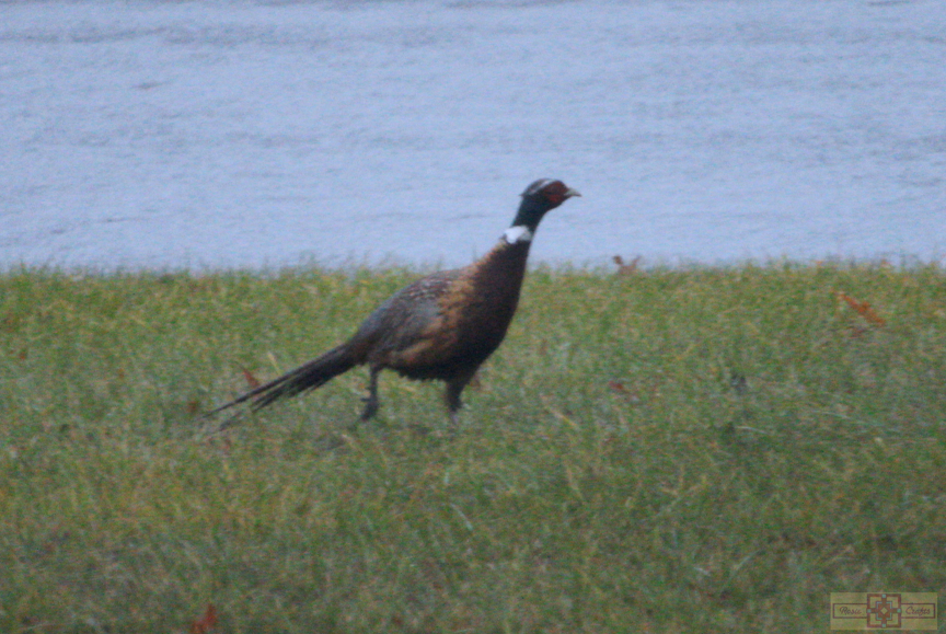 Rosie Crafts Ring-Necked Pheasant Bird Photography